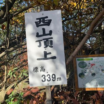 まっ、頂上だわね