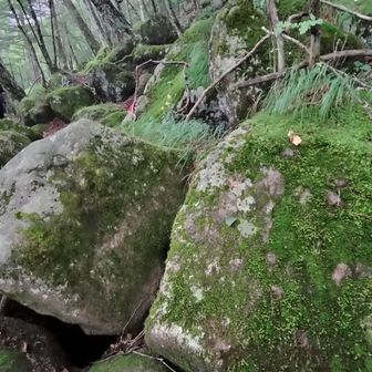 苔と岩 何だか八ヶ岳みたい
行ったこと無いけど😂😂😂