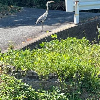銅像かと思ったアオサギ🕊️