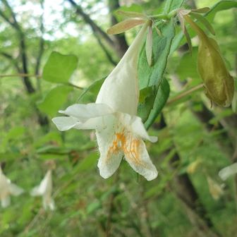 キバナウツギかな