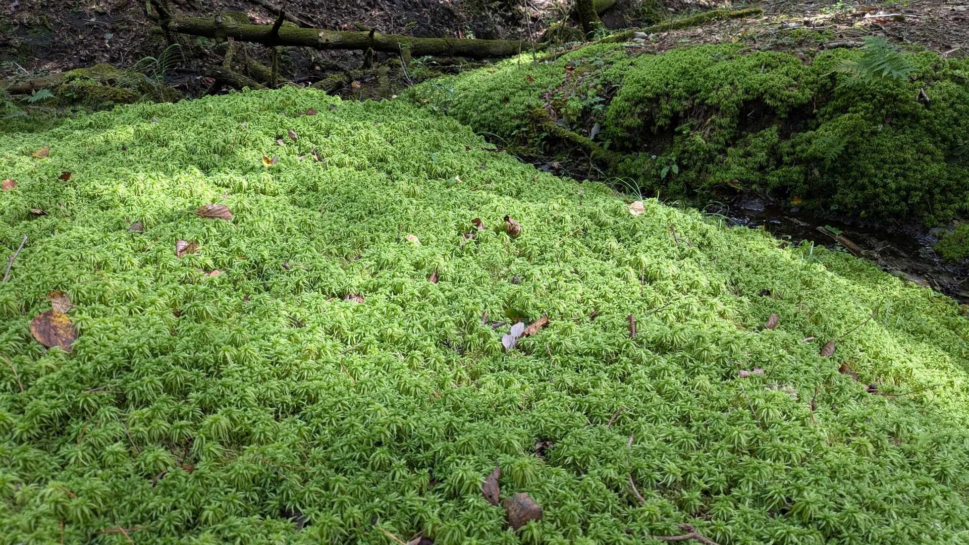 苔の絨毯