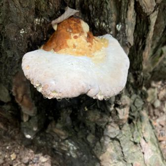 こんな砂漠みたいに乾燥してても、キノコが汗をかいている。