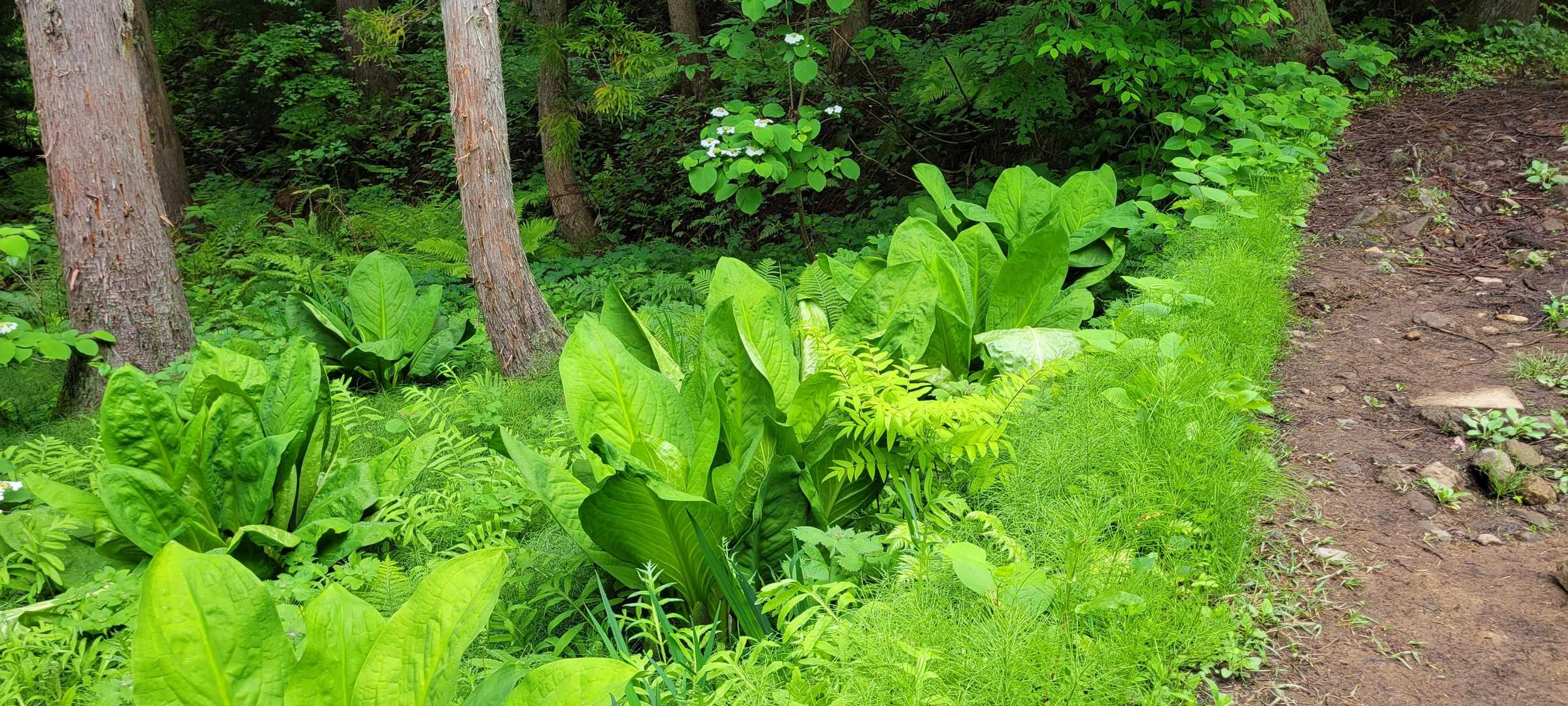 もしやこれは…水芭蕉？！
滝の分岐や付近に沢山！