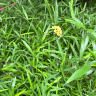 可憐なお花ですね！