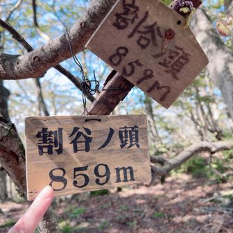 割谷ノ頭へ 
なんにも覚えてないけど。

次の写真はお食事中に見ないでください
👸🏻が言うには
つまみ出し案件になりそうです(笑)