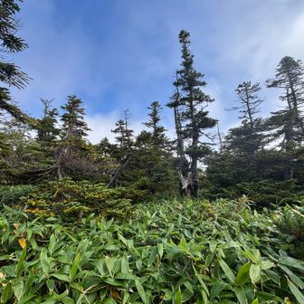 本格的な山道

は
ここだけ一瞬