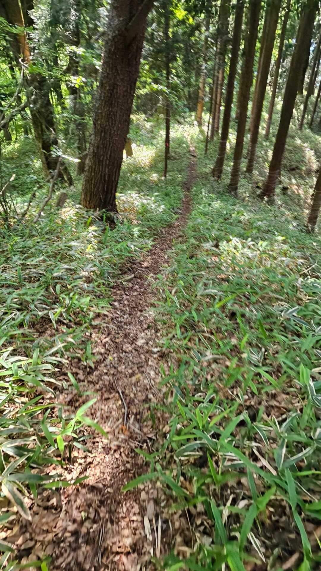 長い激下りが堪えます💧
足を痛めてると時間が長く感じます