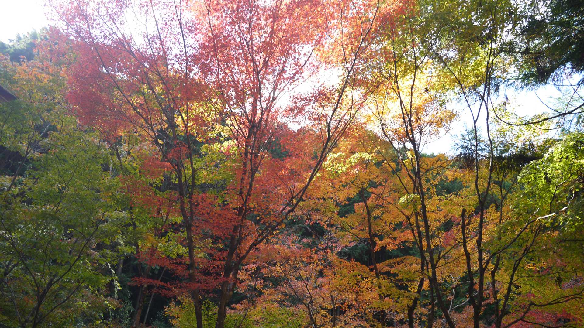 天王山 周回コースの写真