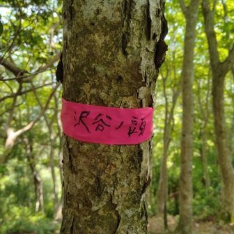 沢谷ノ頭到着です。
コチラも勿論スルーで。