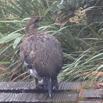 道間違えてお会いできた雷鳥さん❤️
