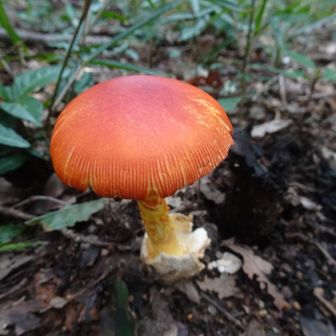 うふふふ🍄‍🟫