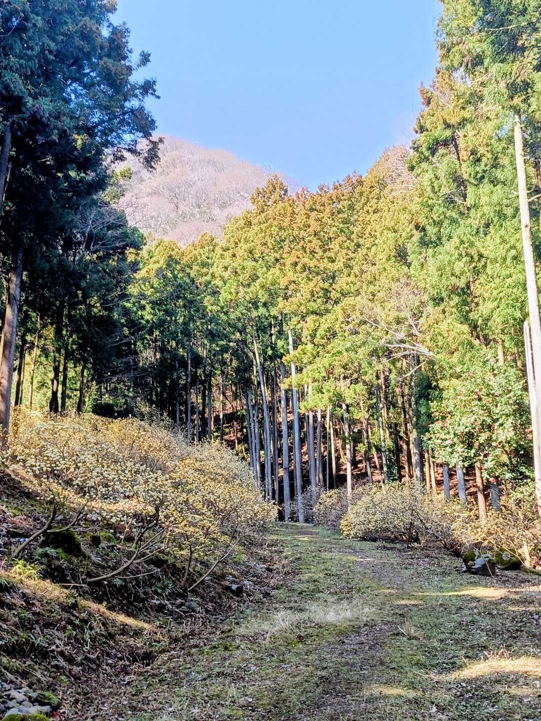 両側にミツマタ。
ほぼ咲いていて、蕾の木も何本か。