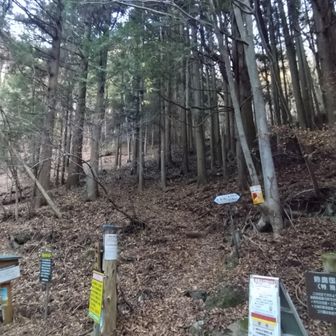 ここからやっと山道。急登の始まり。