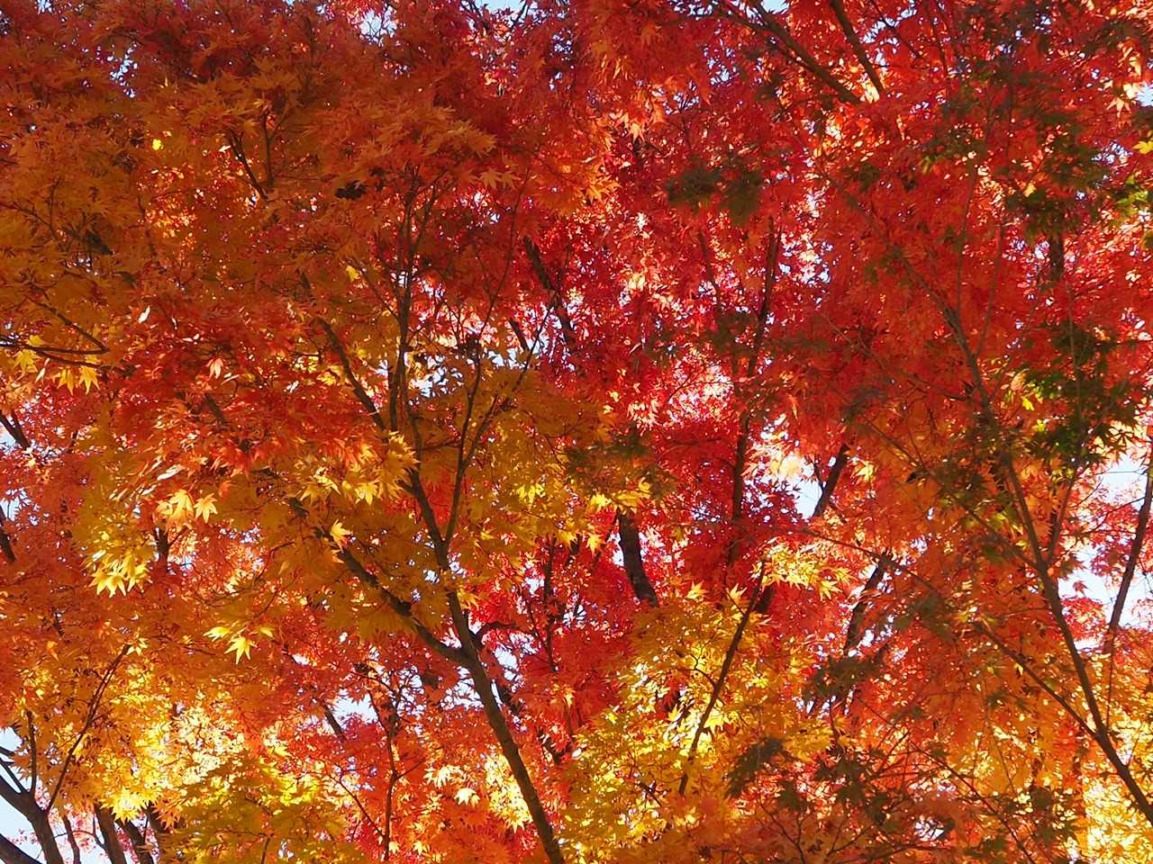 途中の紅葉が真っ赤🍁