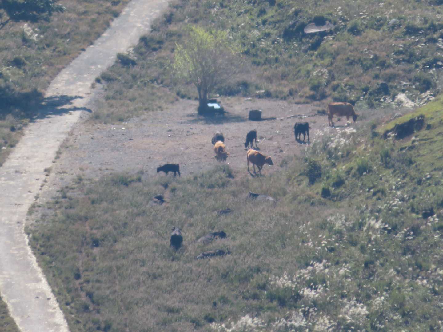 登山道には今回は牛を見ることができませんでしたが、置土産がたくさん落ちていました。牛さん達はどこにいるのかなと下の方を見ると、遥か下にいました。