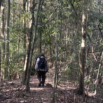 初っ端の急登の後は、気持ちの良いフカフカ道