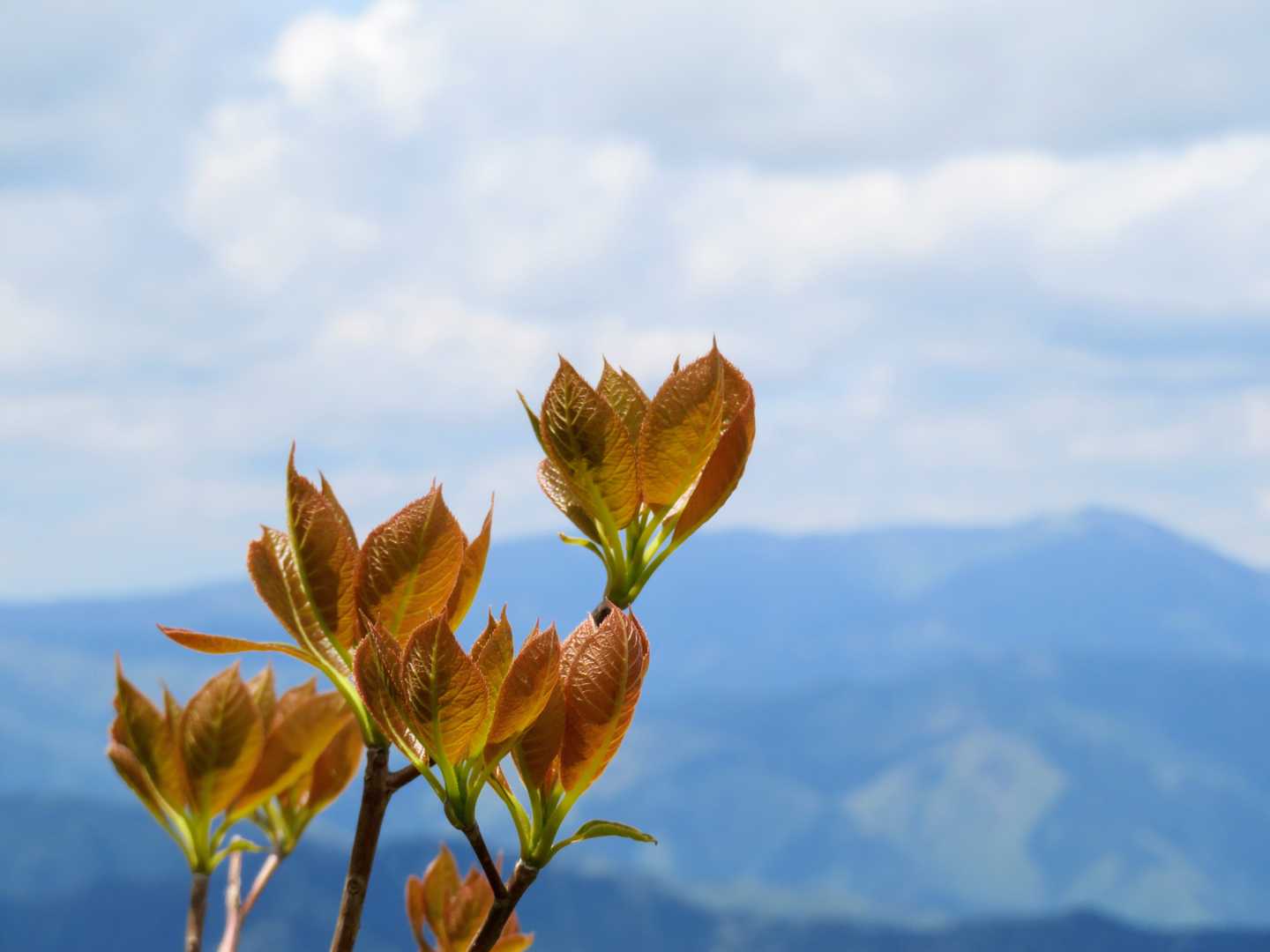 何かの若葉、氷ノ山をバックに📷
