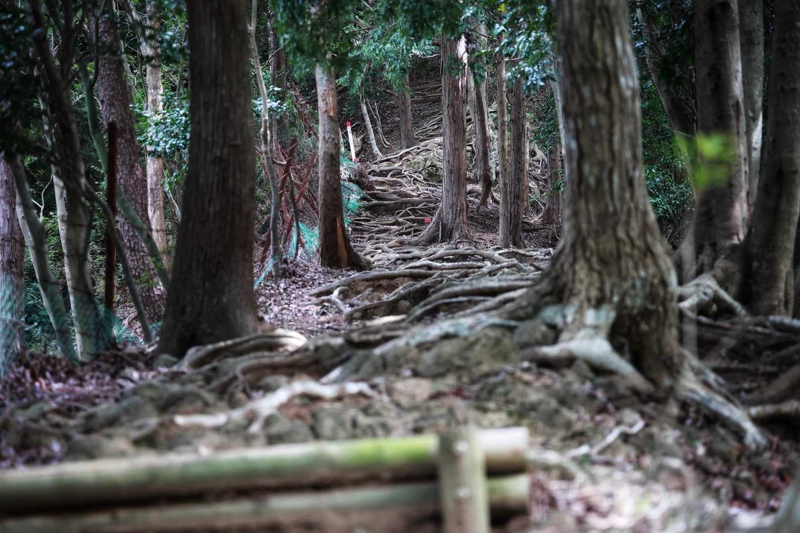 根っこの坂道を上がって
