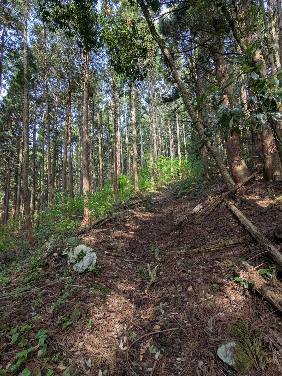 今日は涼しい！
爽やかな風も吹いている
絶好の登山日和です