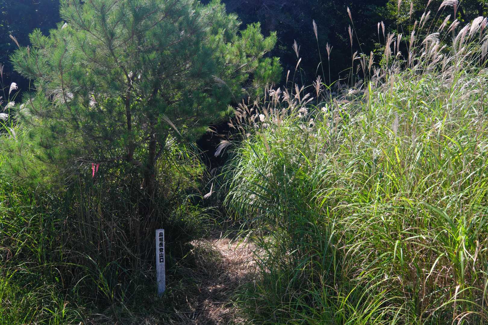 ここからが登山口