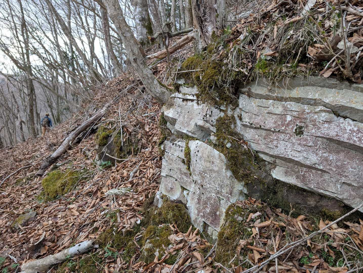 おそらく堆積岩(砂岩か泥岩)が露頭しています。
