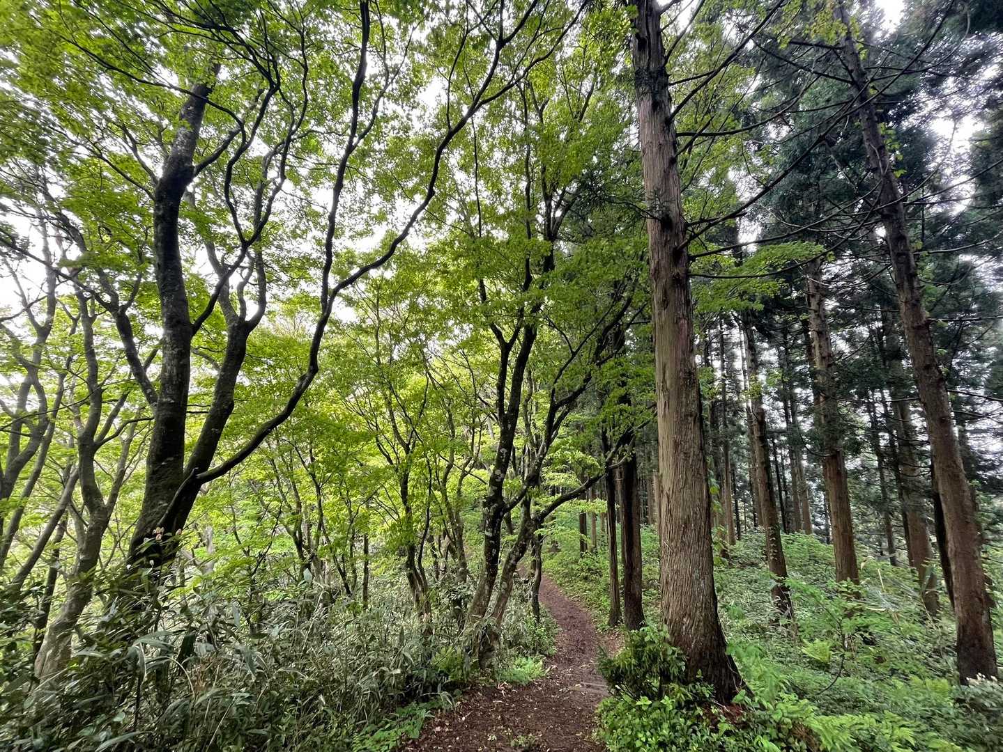 写真だと伝わりにくい…
新緑が綺麗です😍