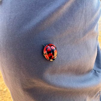 オシャンティ❤️🐞