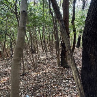 では、下山です！
お買い物あるんでね　早々に下りてきますが…