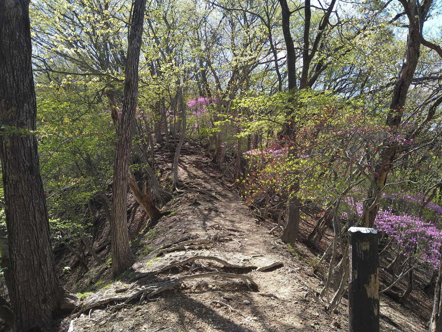 尾根道はトウゴクミツバツツジ街道🌸