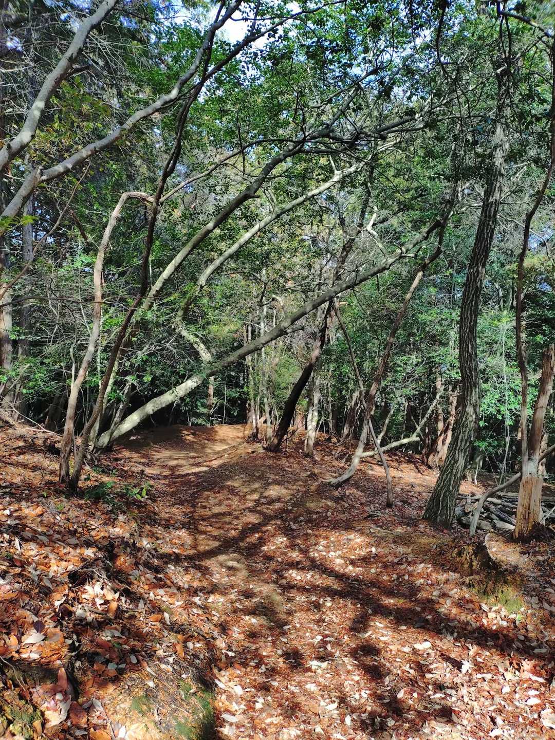松尾山 往復コースの写真