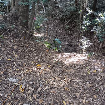 古道のV字道へ降りてきました。
たまに整備して行かないとすぐヤブになってしまいます。