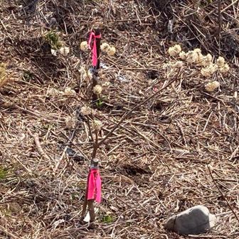 まだ小さな木ですが、早く増えるといいですねー😊