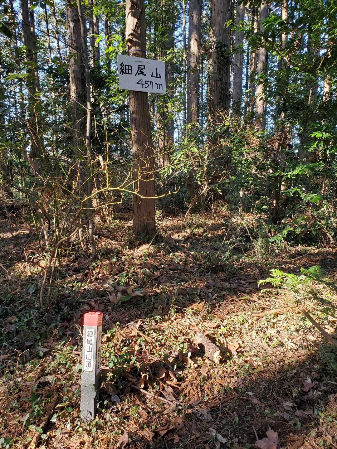 細尾山。ここに至る道のりも険しかった