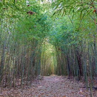 とっても素敵な竹林の道✨️