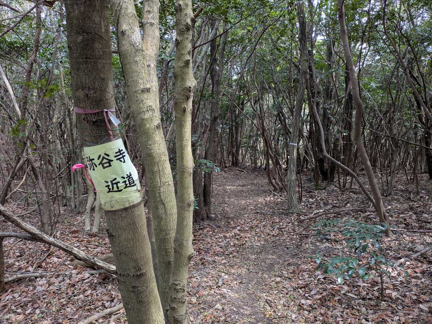 弥谷山からは鉄塔巡査路にもなってるのかな？
木陰の中を歩けるし、海からの風で夏場も涼しいのかな〜？なんて考えながら、弥谷寺まで下ります。
