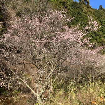百ヶ辻下　梅がきれい