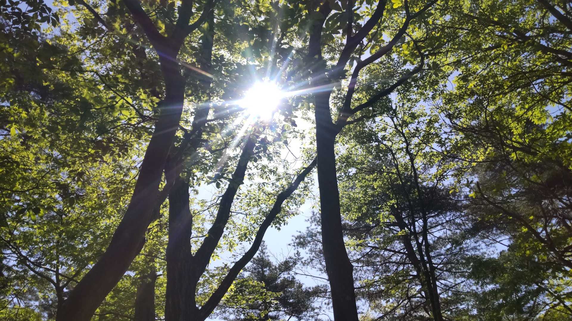 新緑に木洩れ日✨初夏だね😃