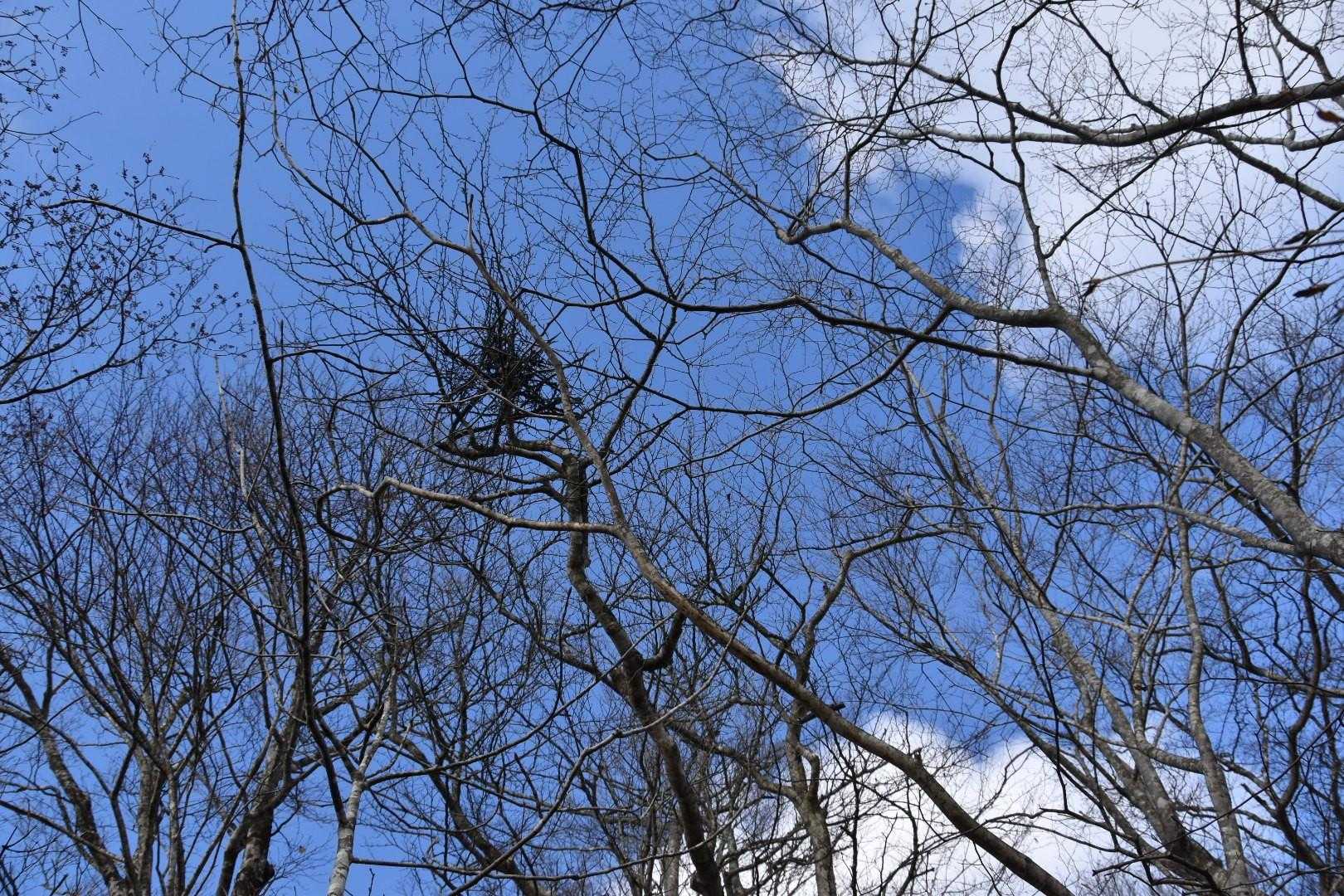尾根に乗ると熊棚
尾根伝いに歩いてるのかな
