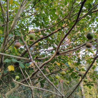 登り口に、イヌビワの実があります。
珍しいわね。
食べられるらしい。
