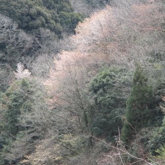 駐車場の反対側の少し遠くの山桜～
