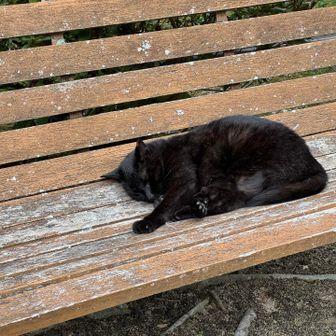 黒いニャンコが気持ちよさそうに寝てる😻