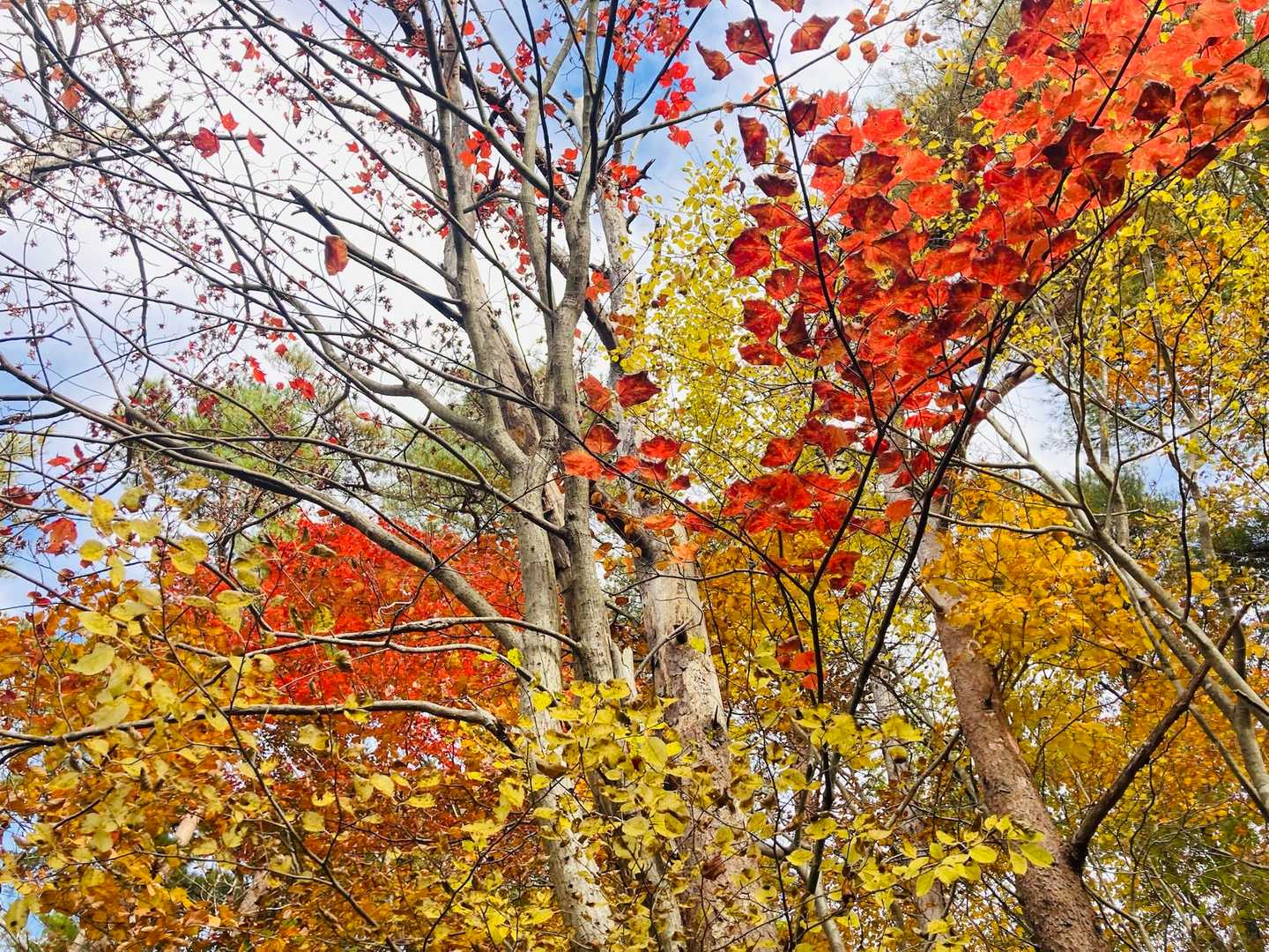 🍁