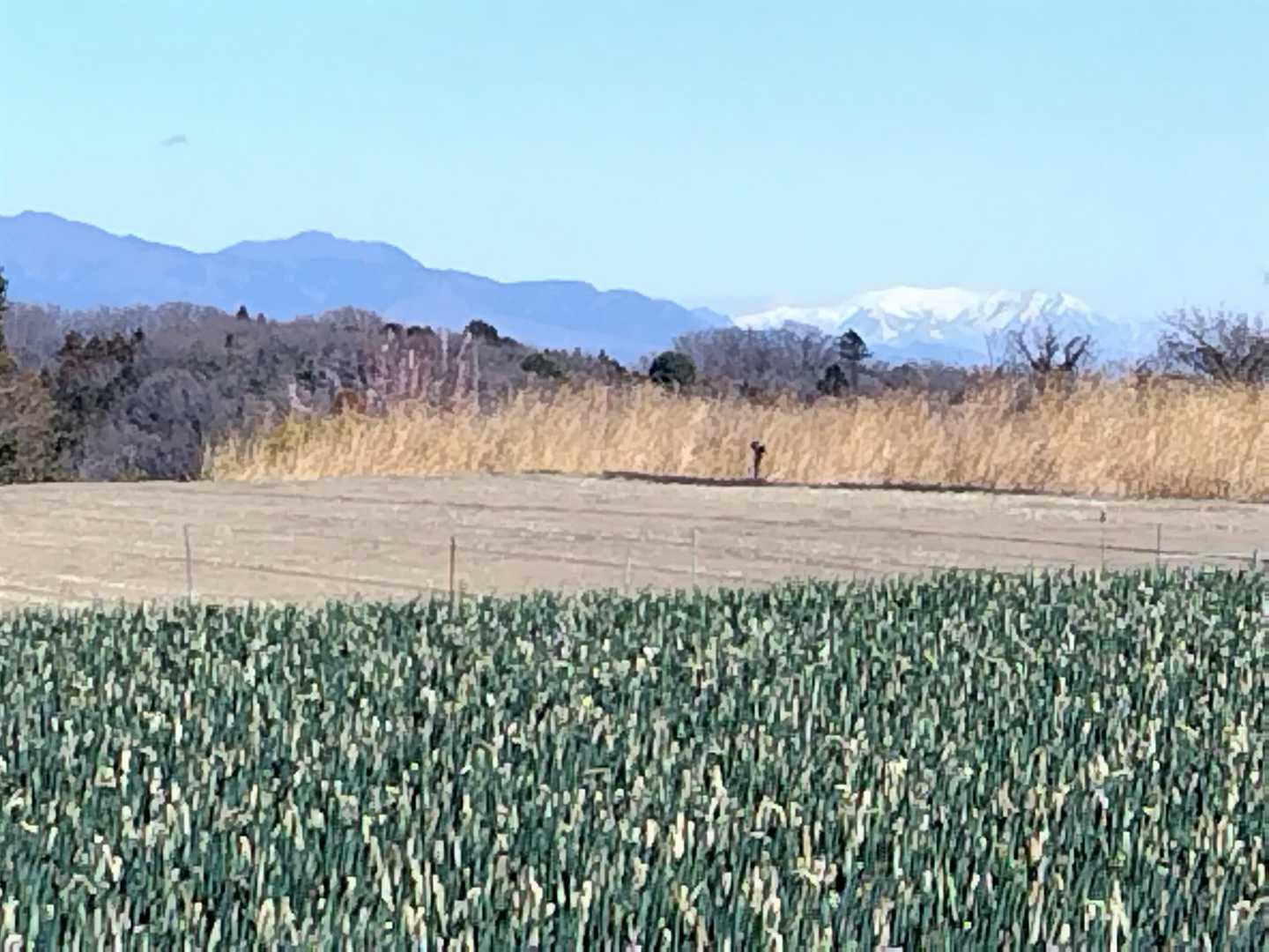 ネギ畑の奥に
榛名山　武尊山