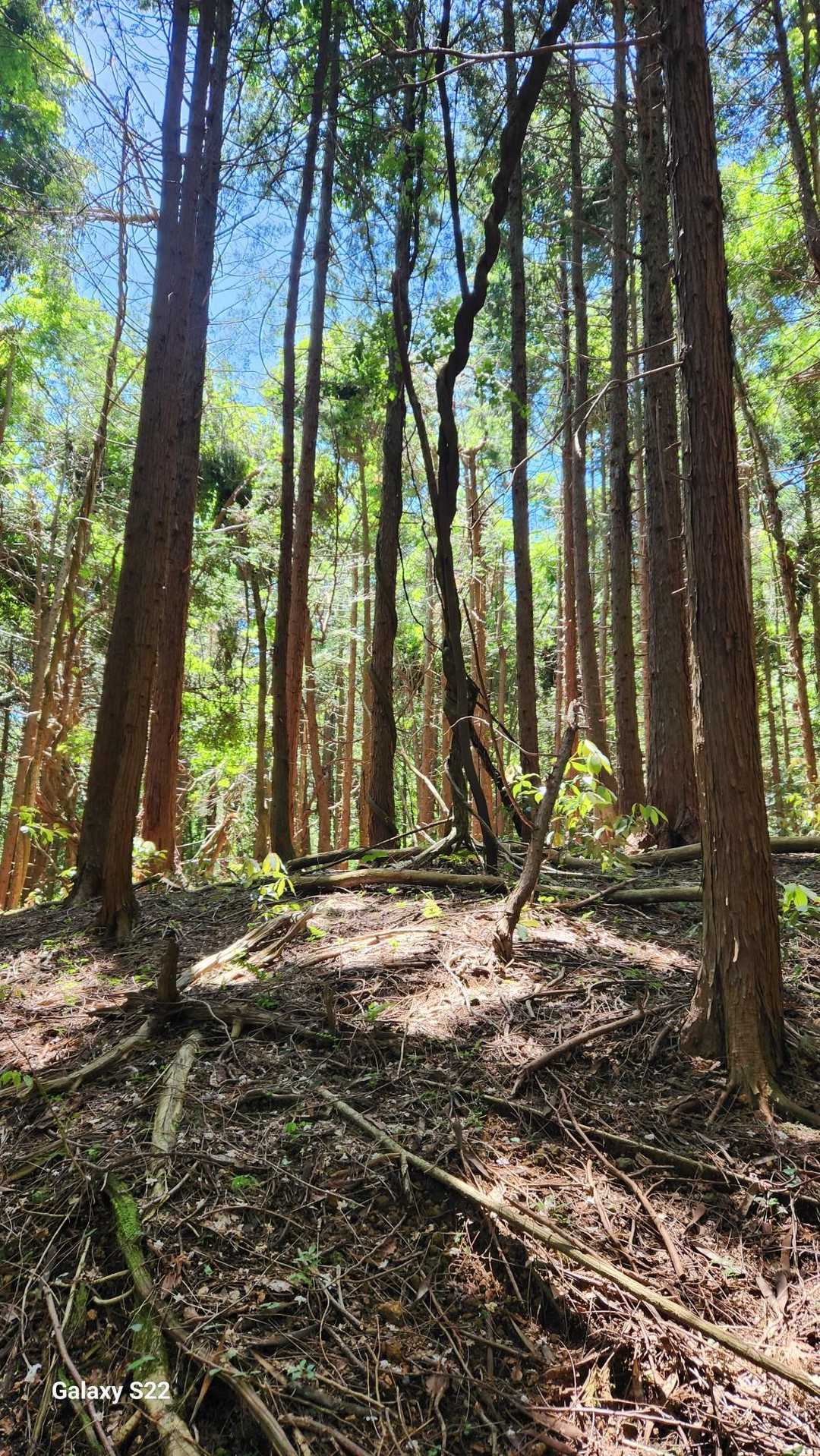 高須山 往復コースの写真