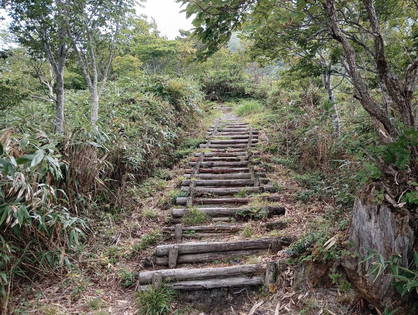また木段が😭