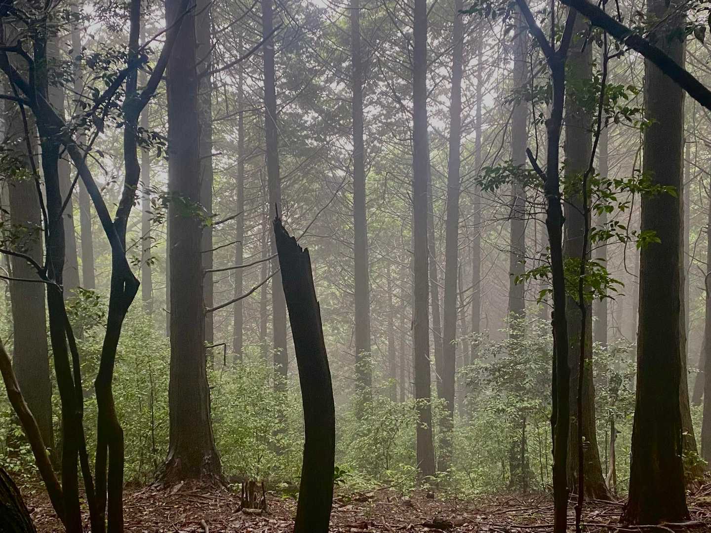 森が幻想的。