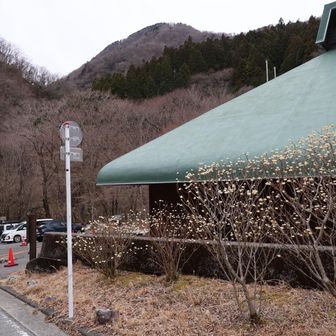 西丹沢VCとミツマタ