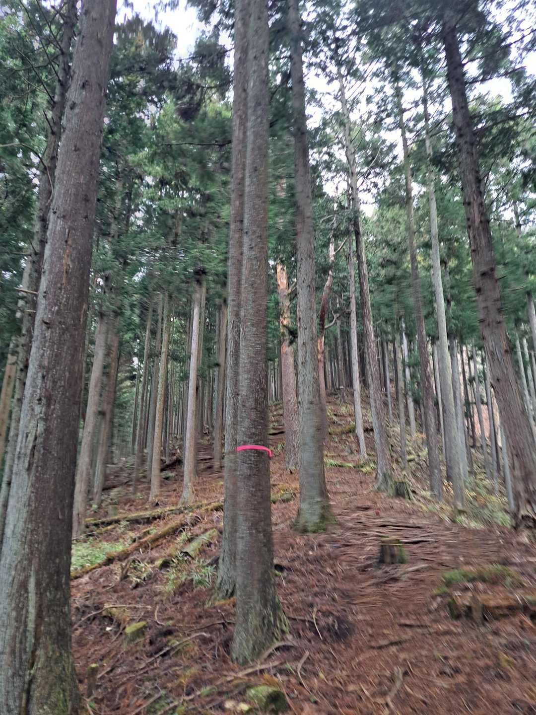 ミツバ岳登山口-大出山 往復コースの写真
