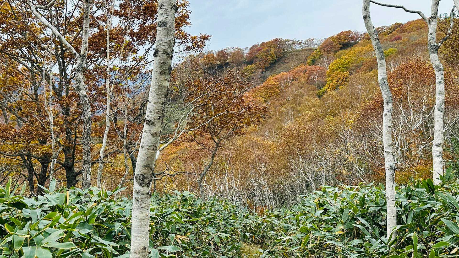 紅葉を堪能出来ました