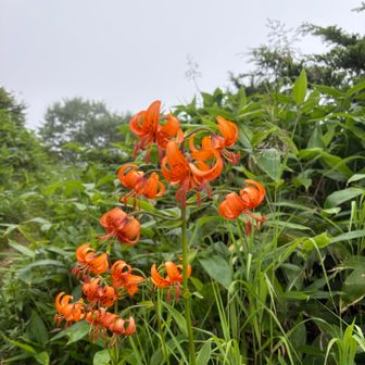 遠くからも鮮やかなクルマユリ